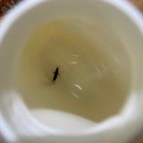 Dalin köpük sabunundan böcek çıktı Fotoğraf ile Şikayet | Fotoğraf ile İfşa Et - 1 